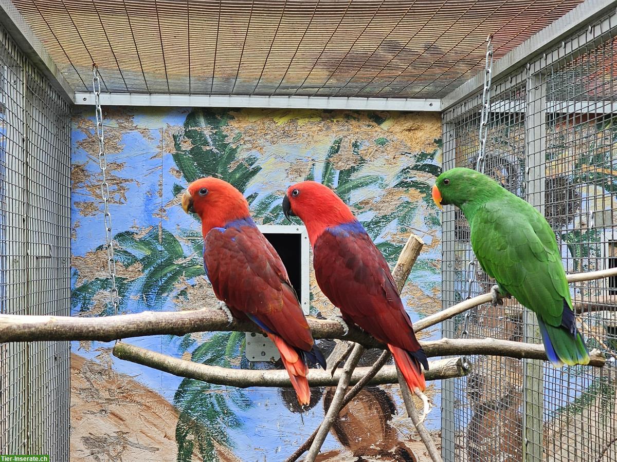 Bild 2: 0.2 Neuguinea Edelpapageien zu verkaufen