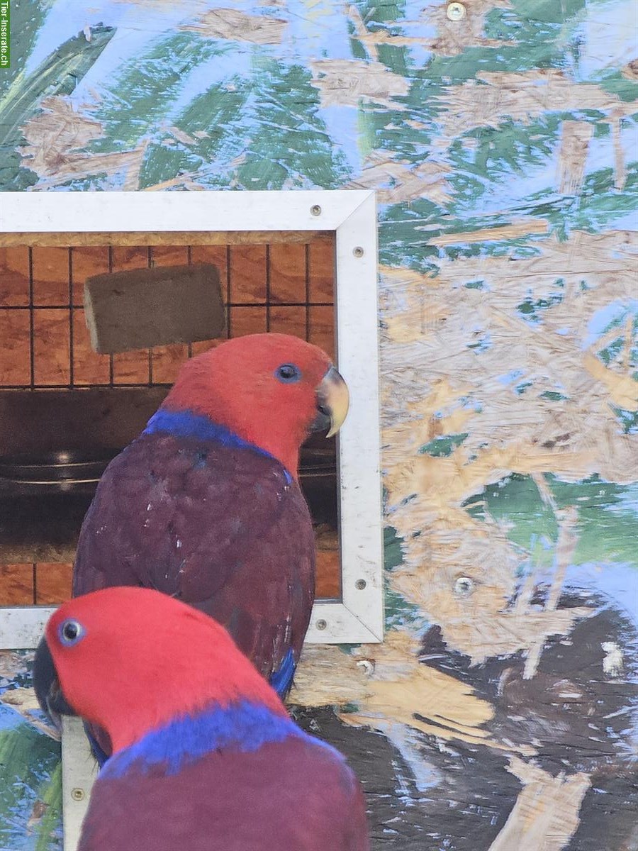 Bild 3: 0.2 Neuguinea Edelpapageien zu verkaufen