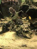 Frontosa Gruppe, Tanganjika-Beulenkopf Buntbarsch