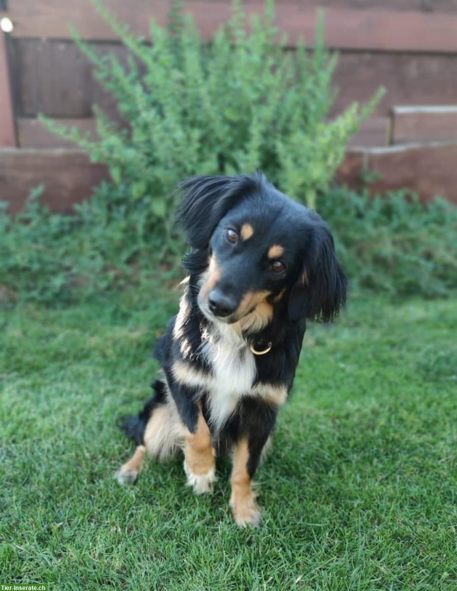 Australian Shepherd Rüde, 2-jährig, verschmust und lernwillig