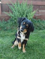 Australian Shepherd Rüde, 2-jährig, verschmust und lernwillig