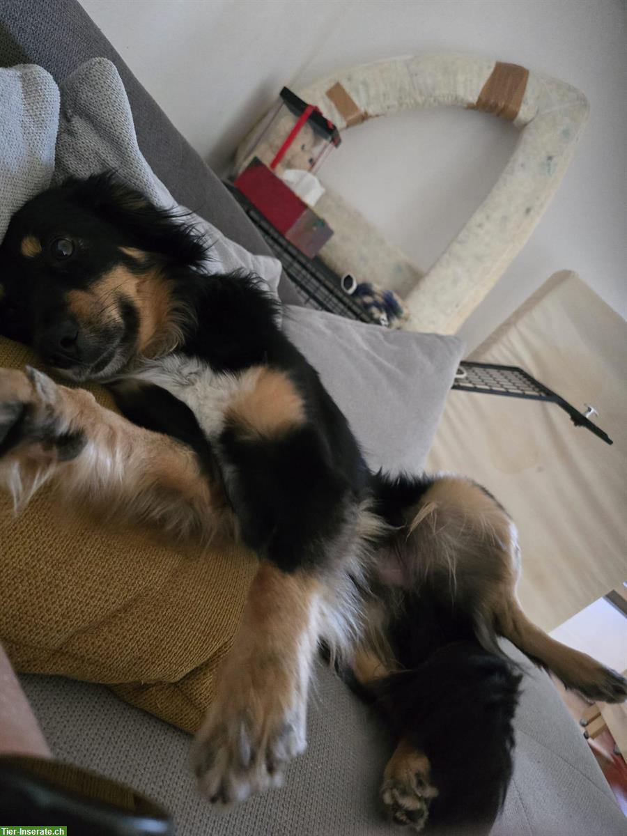 Bild 2: Australian Shepherd Rüde, 2-jährig, verschmust und lernwillig