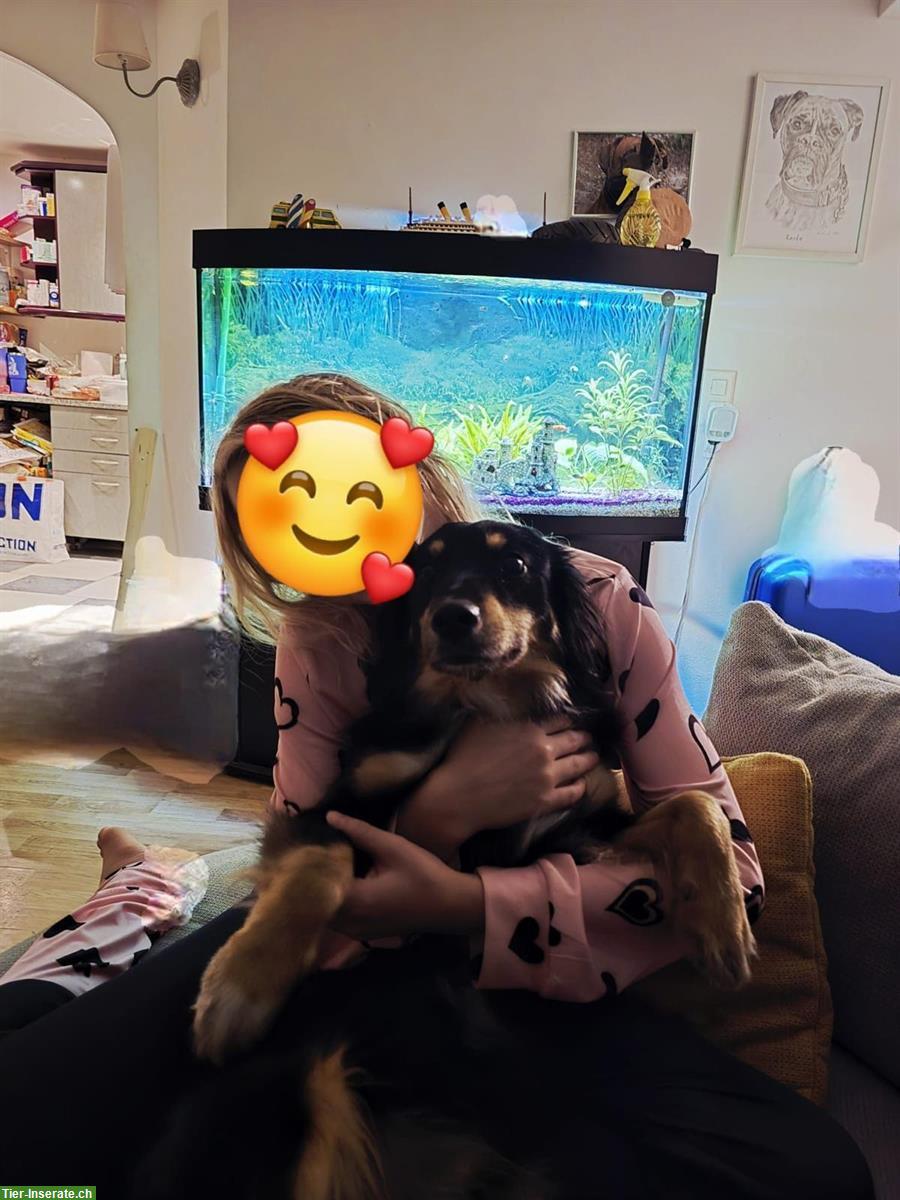 Bild 3: Australian Shepherd Rüde, 2-jährig, verschmust und lernwillig