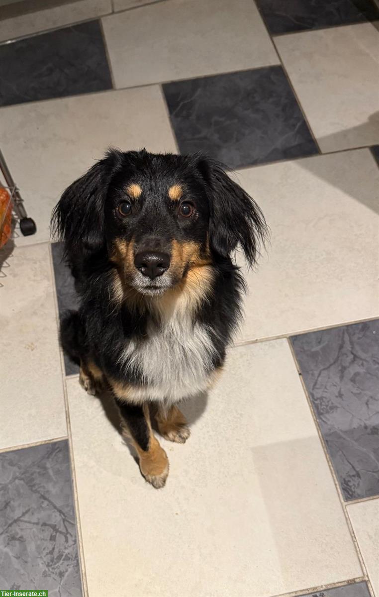 Bild 4: Australian Shepherd Rüde, 2-jährig, verschmust und lernwillig