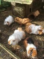 Junge Peruaner Meerschweinchen Weibchen zu verkaufen