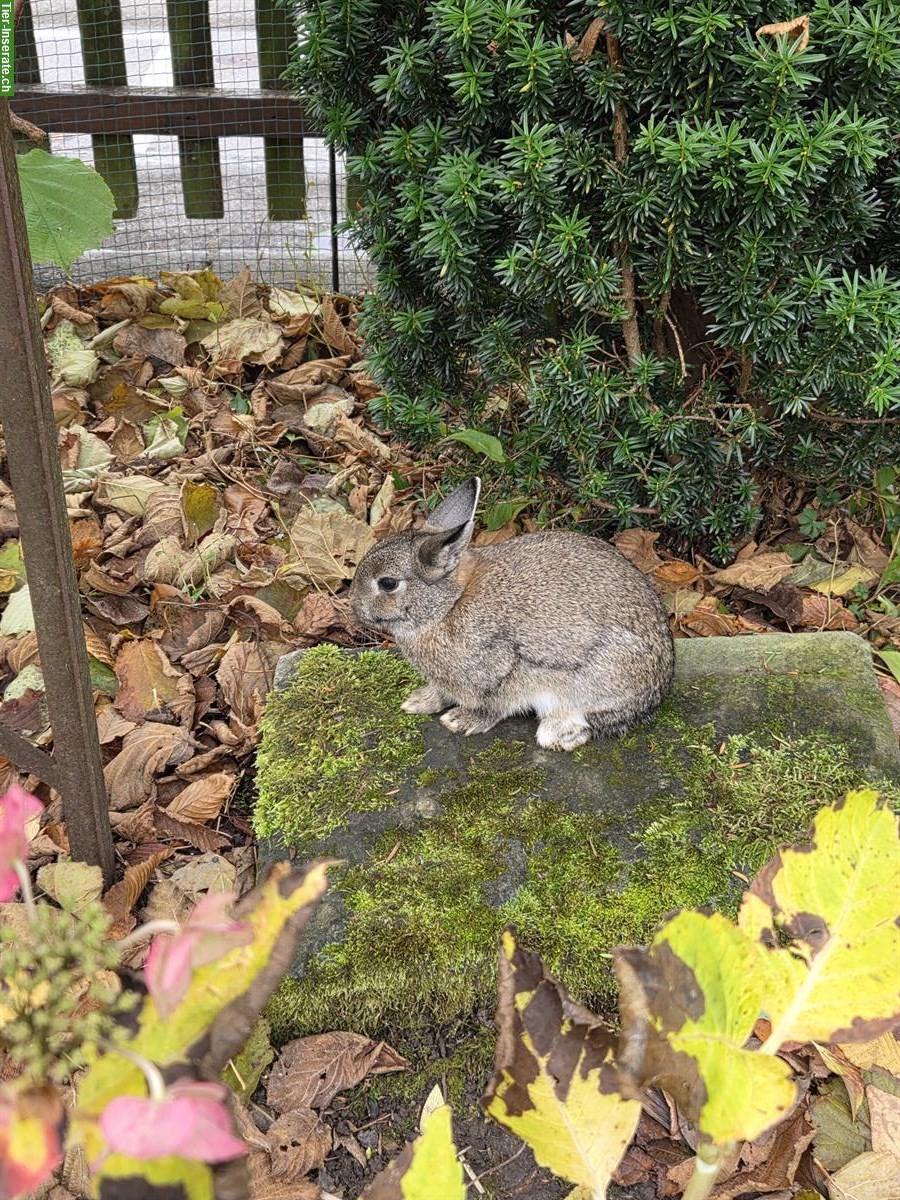 Junge Farbenzwerg Kaninchen, Aussenhaltung gewohnt