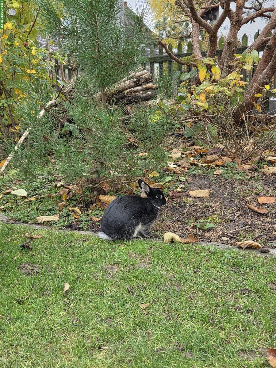 Bild 2: Junge Farbenzwerg Kaninchen, Aussenhaltung gewohnt