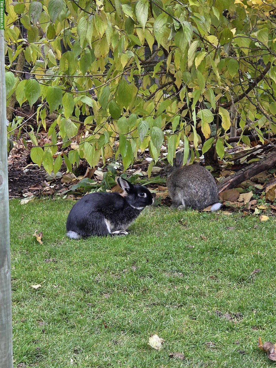 Bild 3: Junge Farbenzwerg Kaninchen, Aussenhaltung gewohnt
