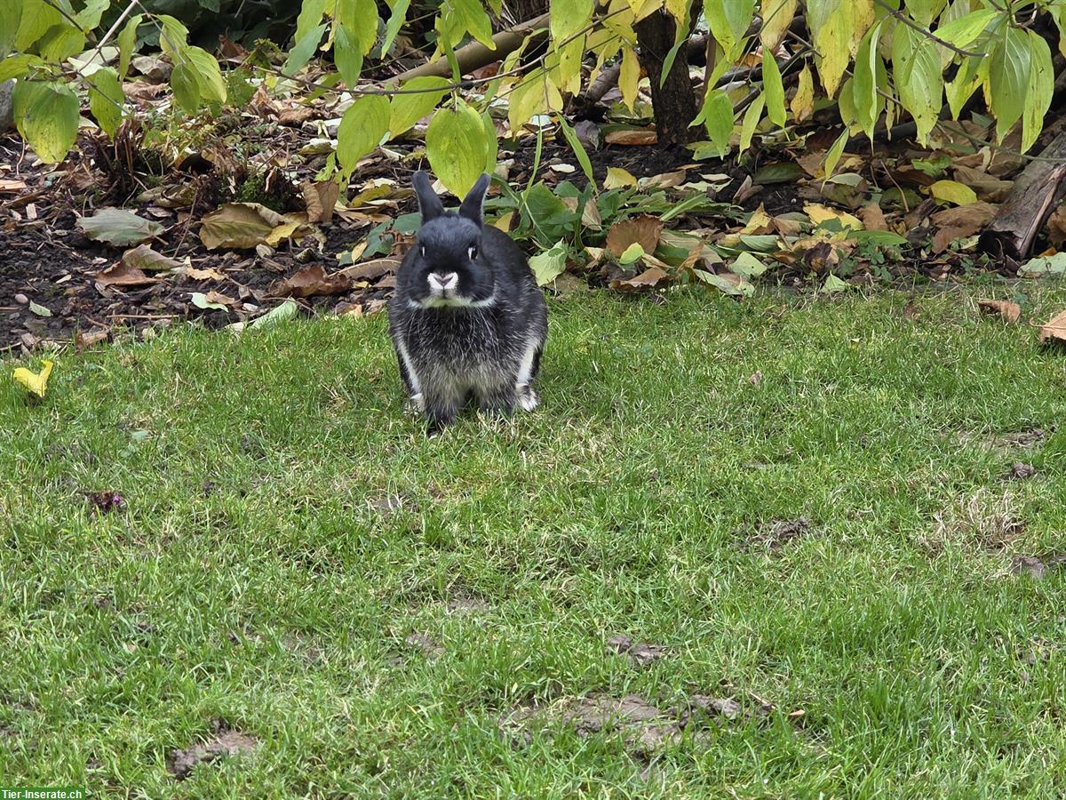 Bild 4: Junge Farbenzwerg Kaninchen, Aussenhaltung gewohnt