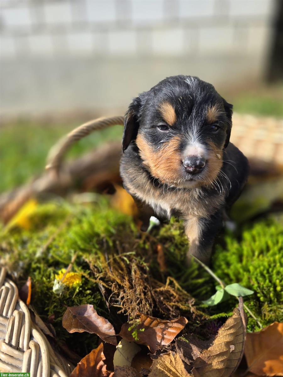 Liebe Hundewelpen Mischlinge, männlich und weiblich