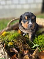 Liebe Hundewelpen Mischlinge, männlich und weiblich