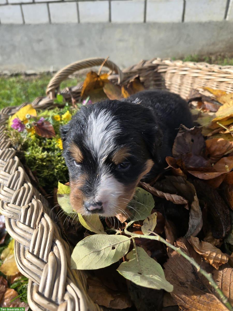 Bild 2: Liebe Hundewelpen Mischlinge, männlich und weiblich