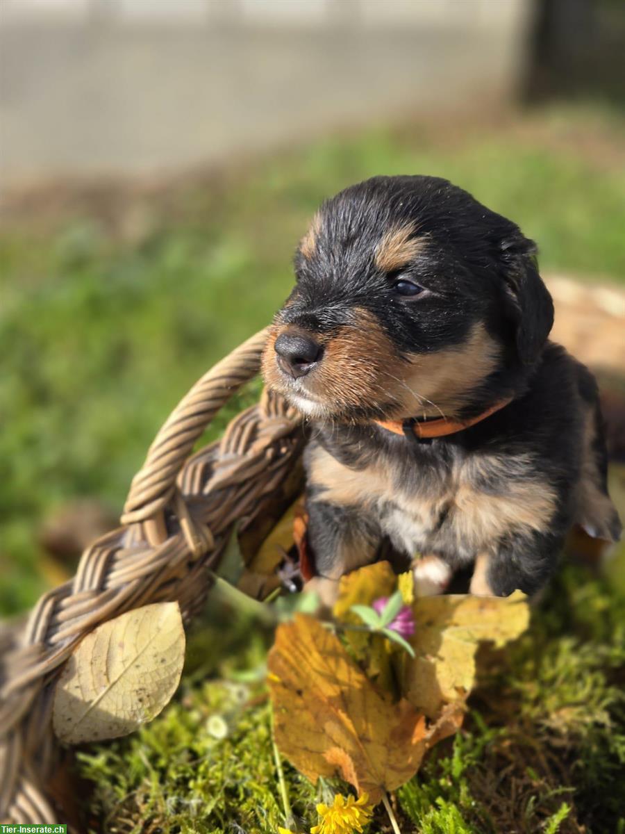Bild 4: Liebe Hundewelpen Mischlinge, männlich und weiblich