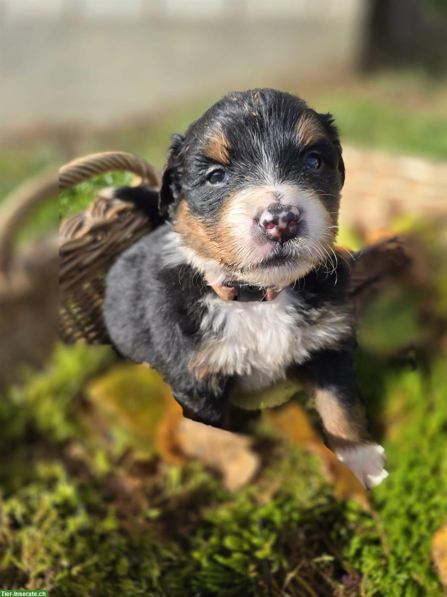 Bild 5: Liebe Hundewelpen Mischlinge, männlich und weiblich