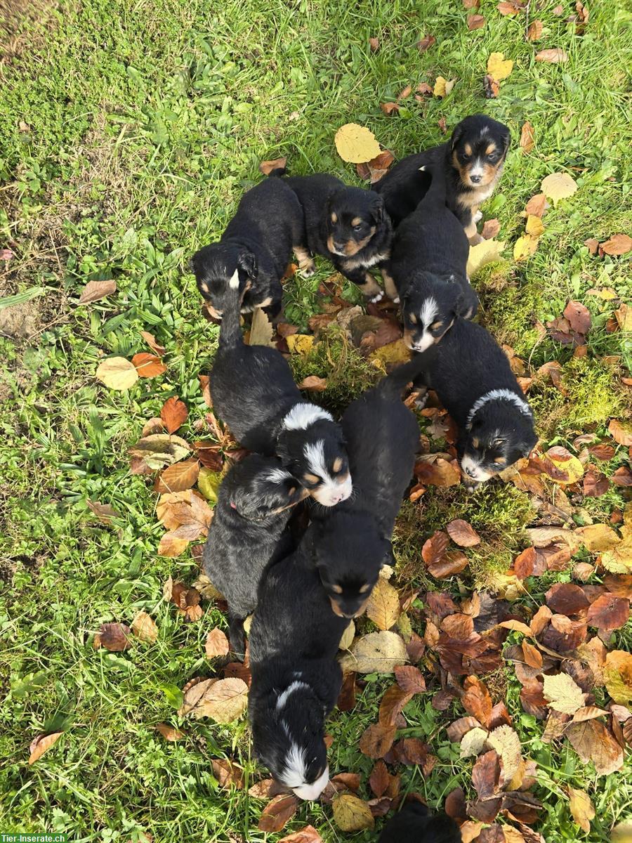 Bild 6: Liebe Hundewelpen Mischlinge, männlich und weiblich