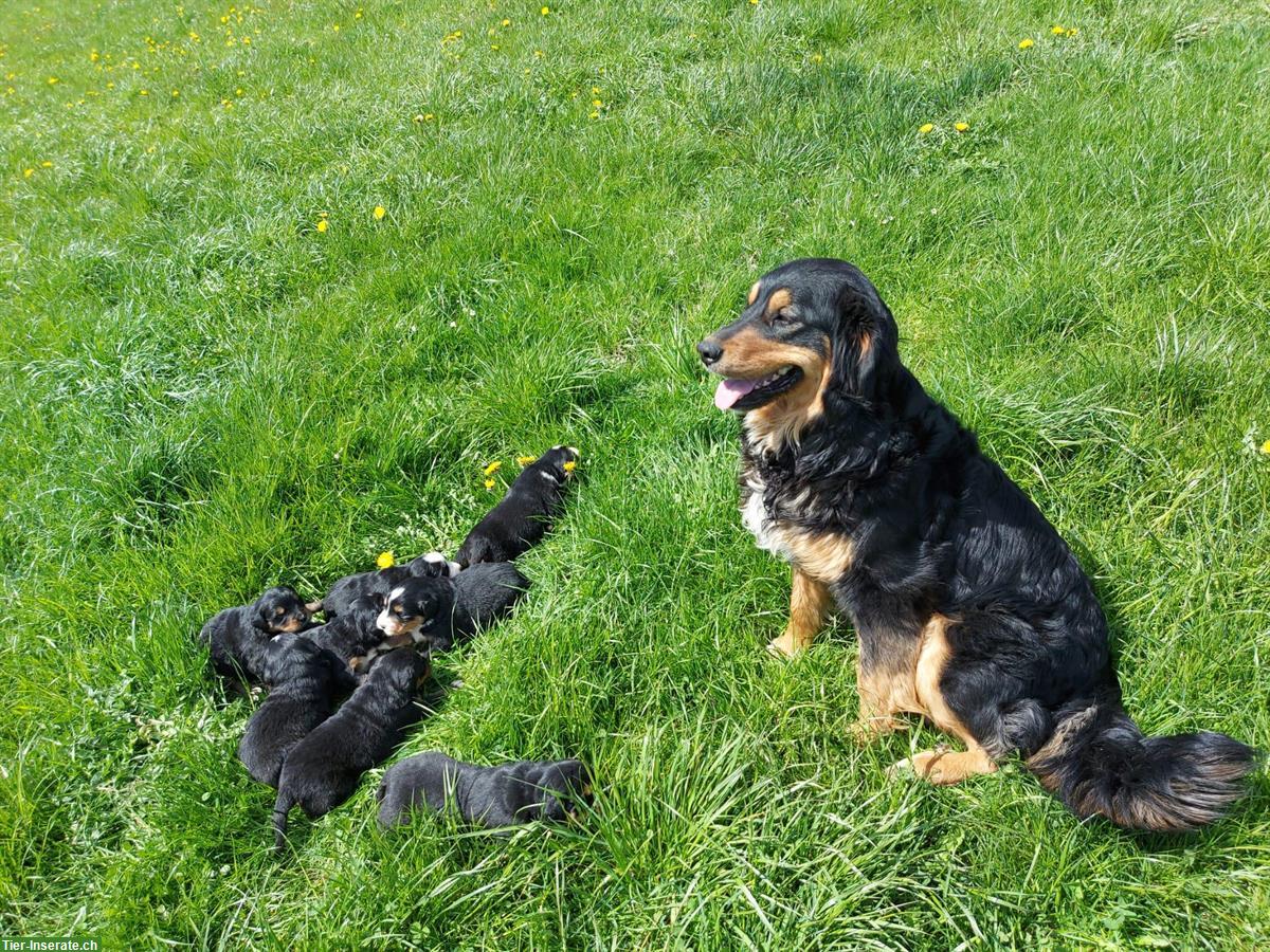 Bild 7: Liebe Hundewelpen Mischlinge, männlich und weiblich