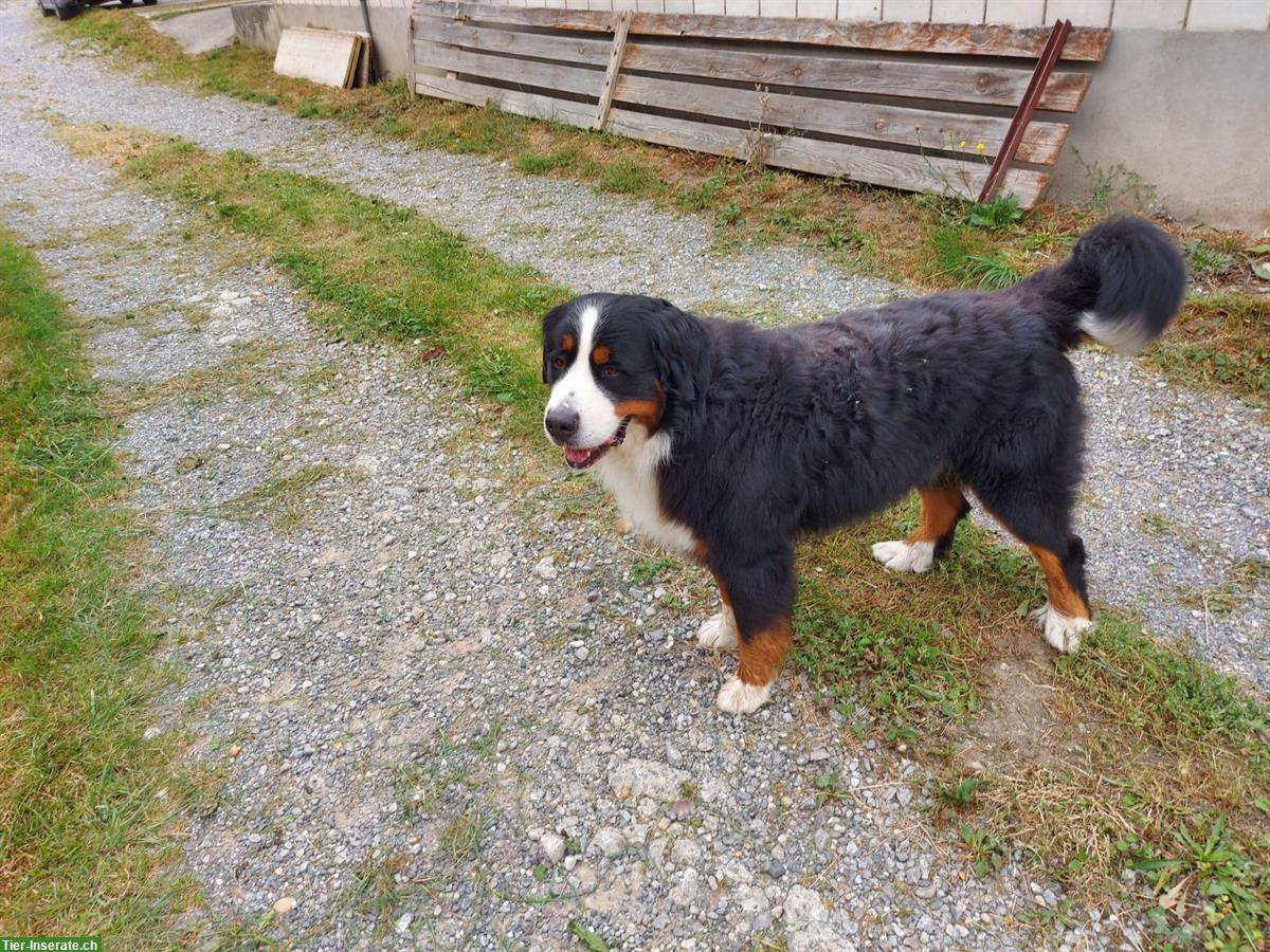 Bild 8: Liebe Hundewelpen Mischlinge, männlich und weiblich