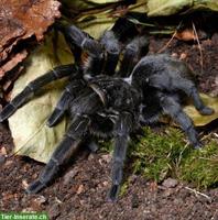 Grammostola pulchra Adult Vogelspinne GESUCHT