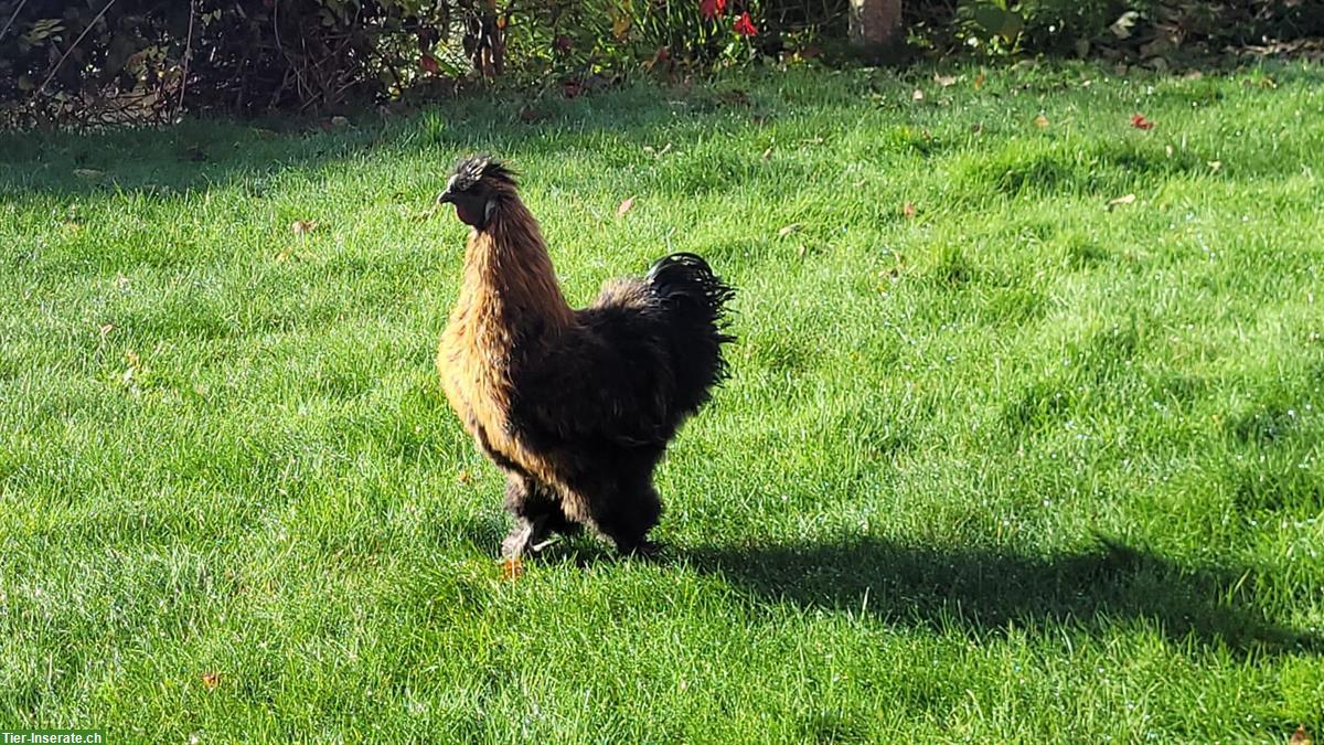 Junger Seidenhahn aus Naturbrut gratis abzugeben