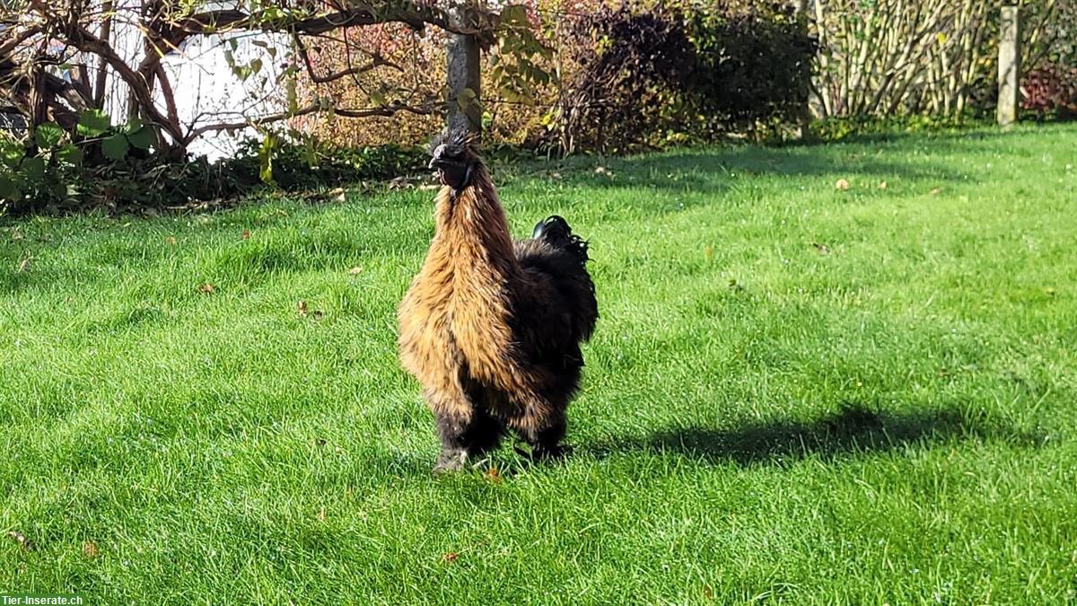 Bild 2: Junger Seidenhahn aus Naturbrut gratis abzugeben
