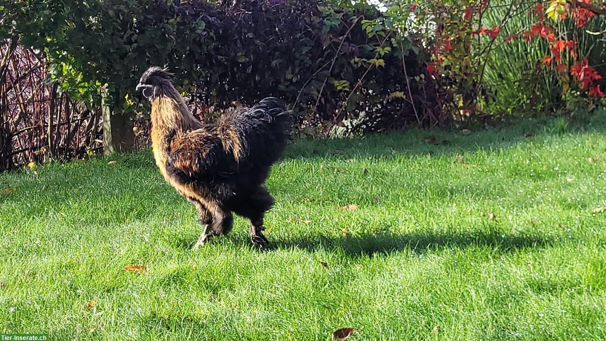 Bild 3: Junger Seidenhahn aus Naturbrut gratis abzugeben