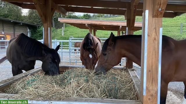 Offenstall Platz frei in Hägglingen AG, mit Weidezugang & Reitplatz