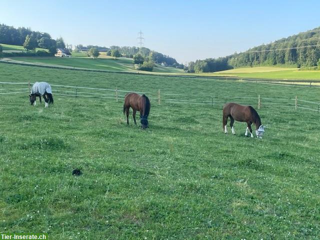 Bild 2: Offenstall Platz frei in Hägglingen AG, mit Weidezugang & Reitplatz