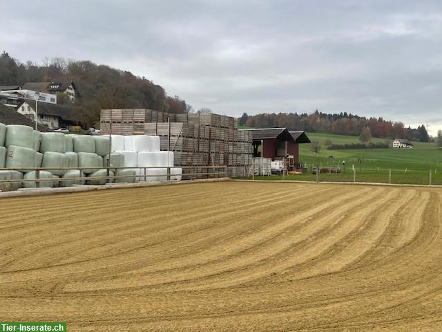 Bild 3: Offenstall Platz frei in Hägglingen AG, mit Weidezugang & Reitplatz