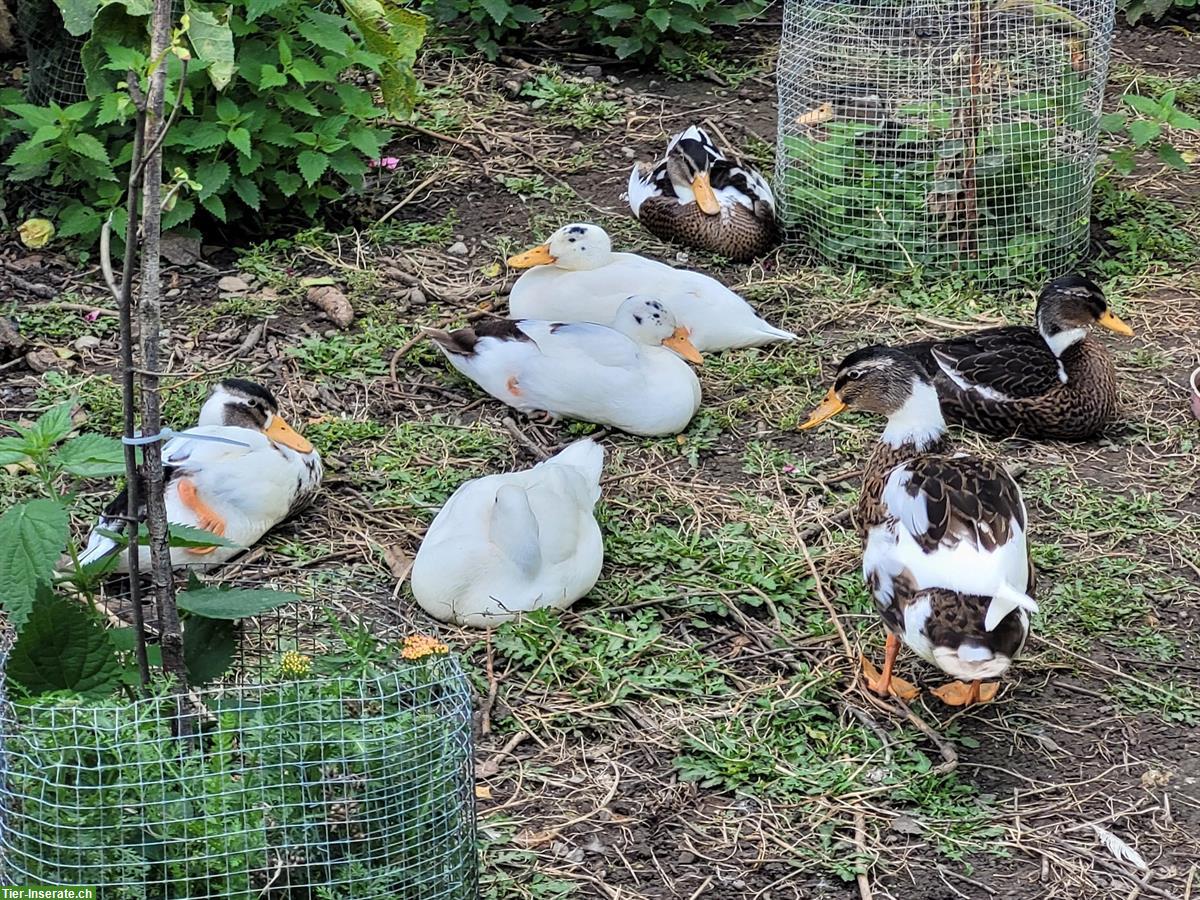 Junge Hausenten, zutraulich, paarweise mit Badeplatz abzugeben