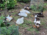 Junge Hausenten, zutraulich, paarweise mit Badeplatz abzugeben