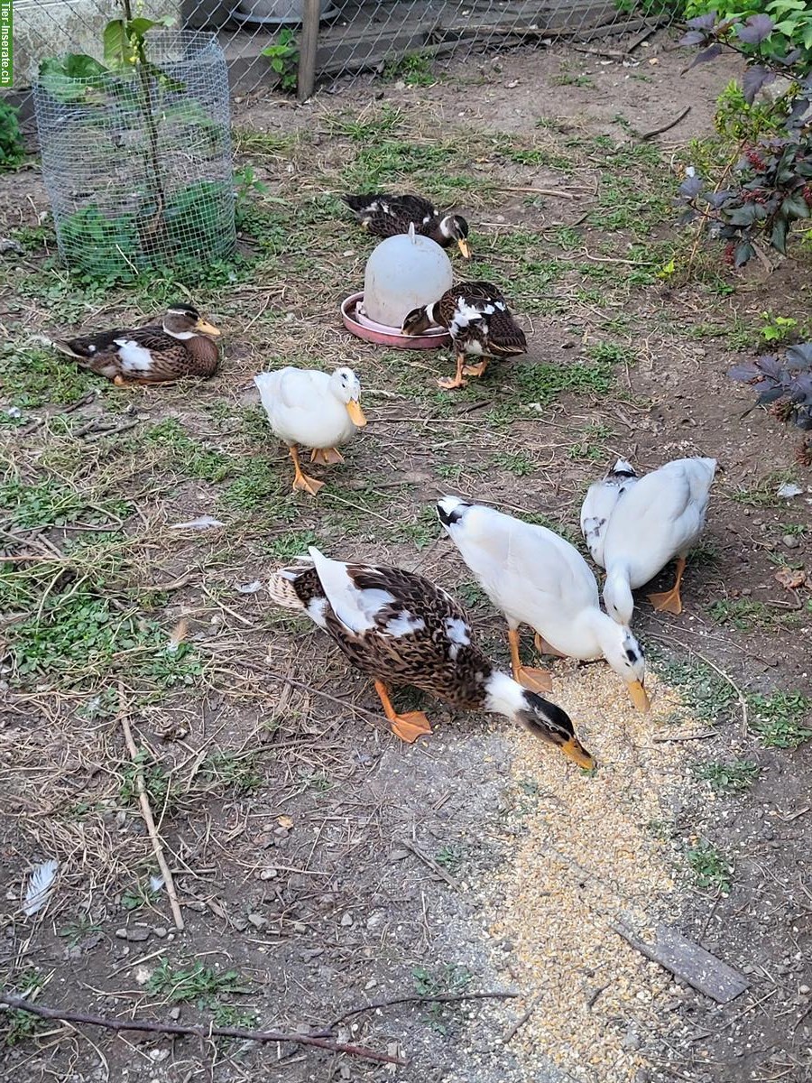 Bild 2: Junge Hausenten, zutraulich, paarweise mit Badeplatz abzugeben