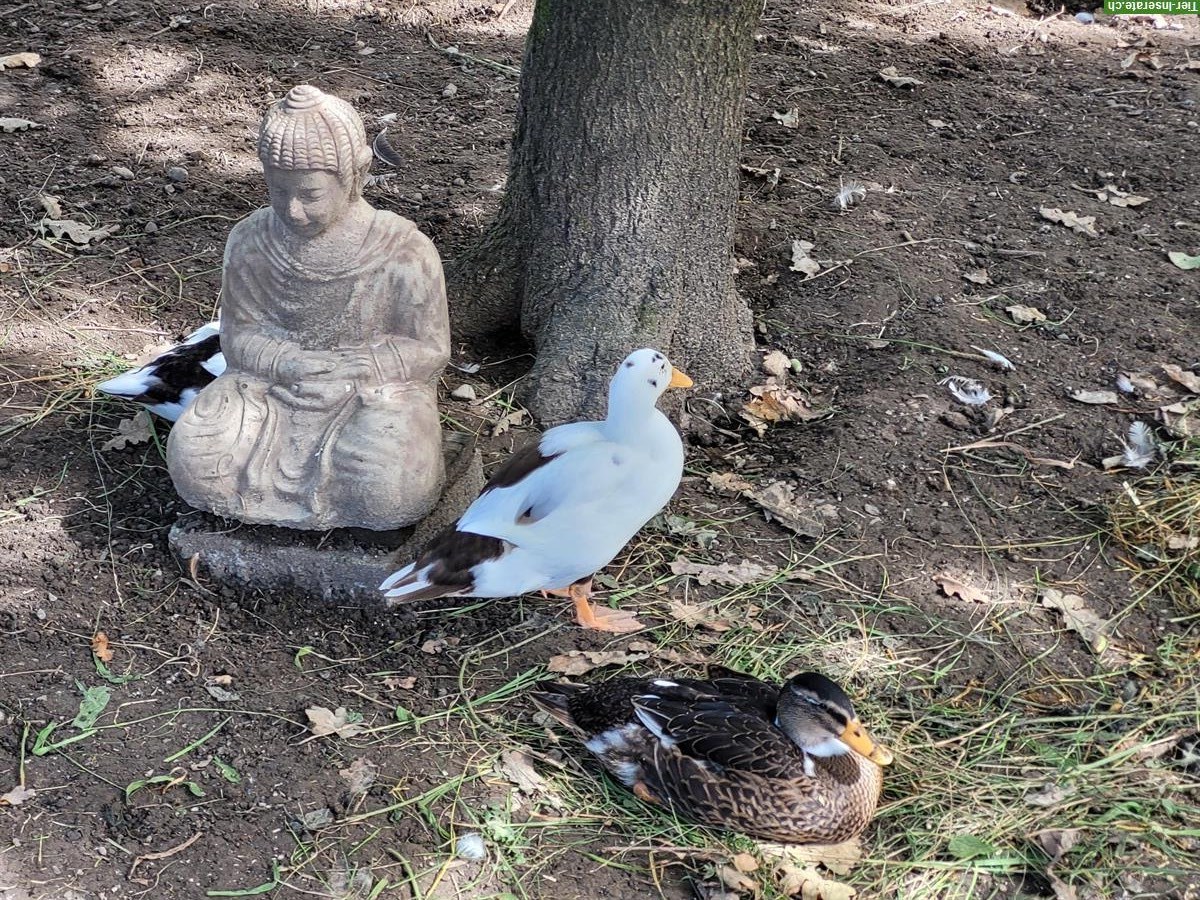 Bild 3: Junge Hausenten, zutraulich, paarweise mit Badeplatz abzugeben