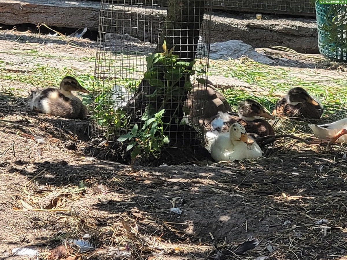 Bild 4: Junge Hausenten, zutraulich, paarweise mit Badeplatz abzugeben