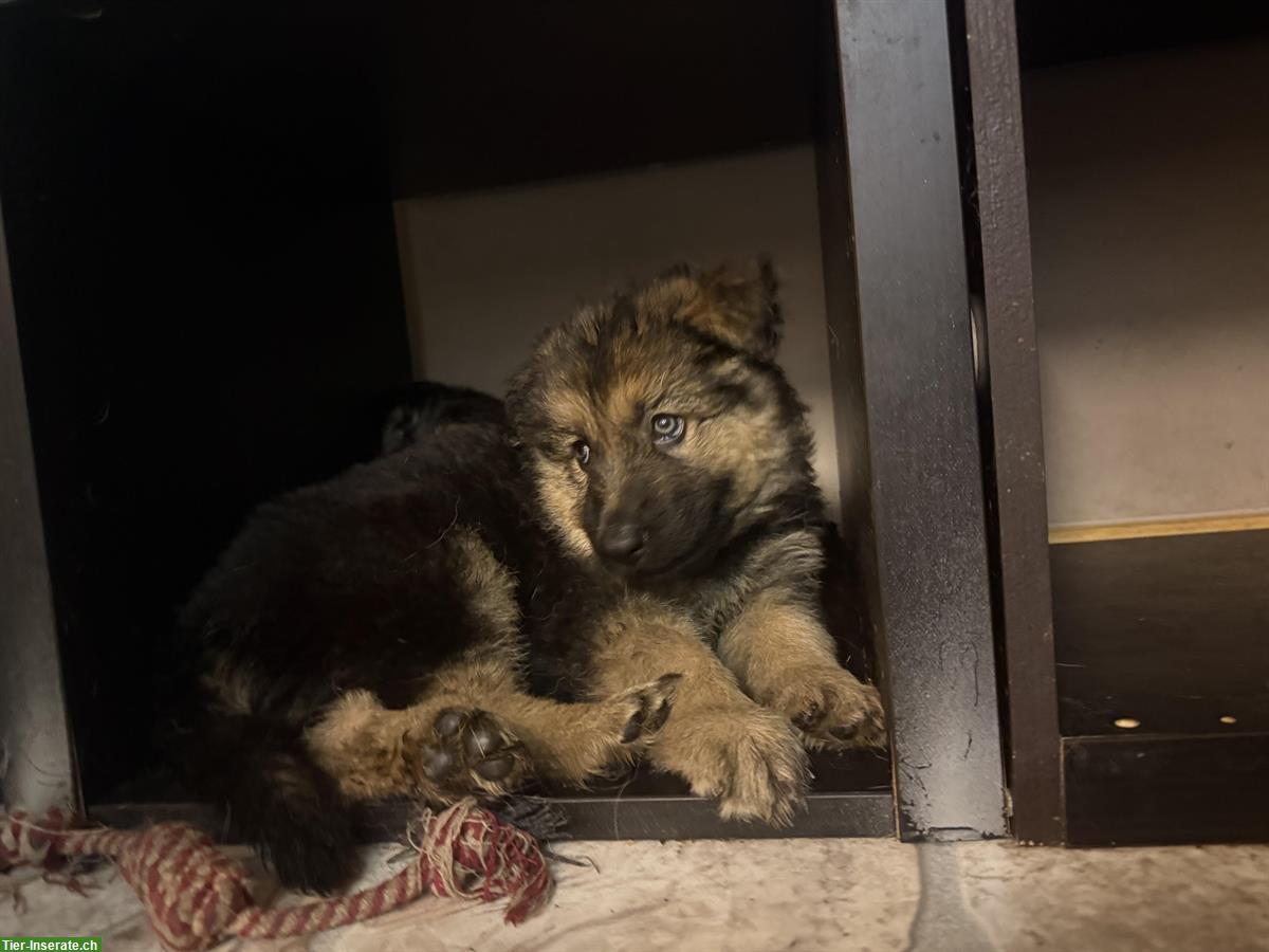 Altdeutsche Schäferhunde Welpen, 2 Rüden, reinrassig