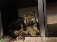 Altdeutsche Schäferhunde Welpen, 2 Rüden, reinrassig