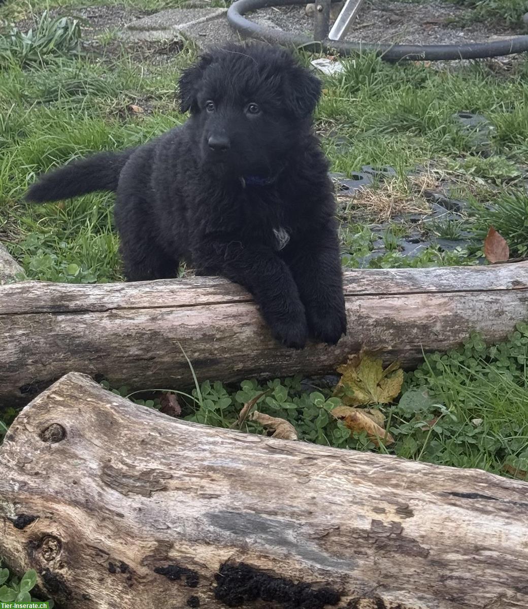 Bild 2: Altdeutsche Schäferhunde Welpen, 2 Rüden, reinrassig