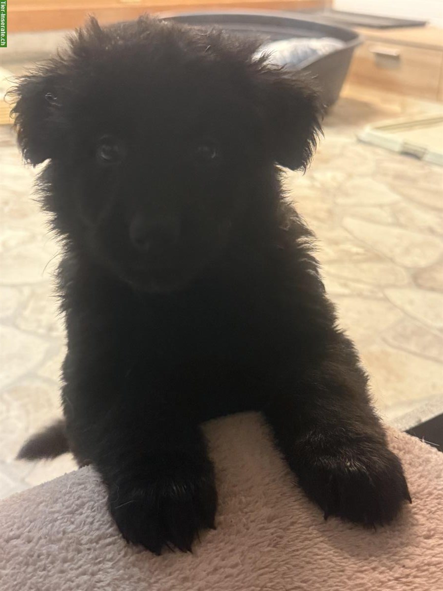 Bild 3: Altdeutsche Schäferhunde Welpen, 2 Rüden, reinrassig