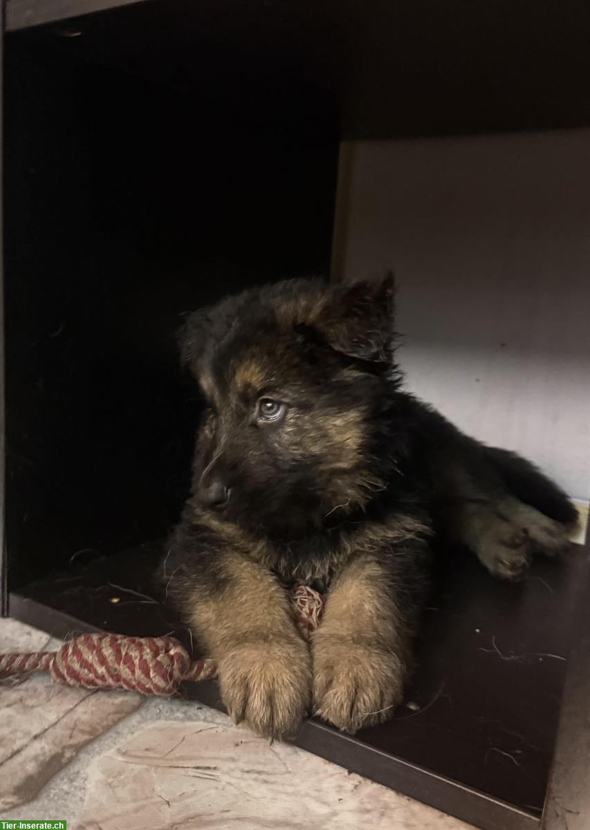 Bild 4: Altdeutsche Schäferhunde Welpen, 2 Rüden, reinrassig