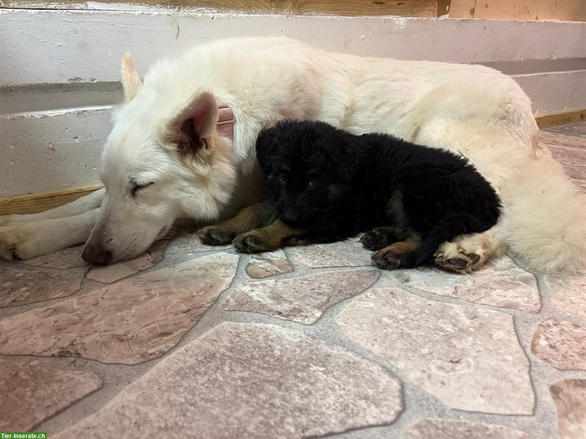 Bild 5: Altdeutsche Schäferhunde Welpen, 2 Rüden, reinrassig