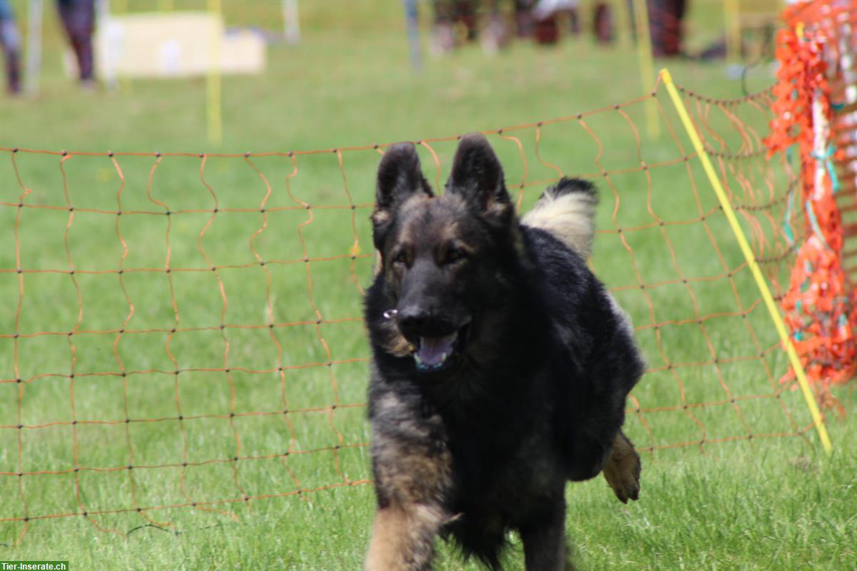 Bild 7: Altdeutsche Schäferhunde Welpen, 2 Rüden, reinrassig
