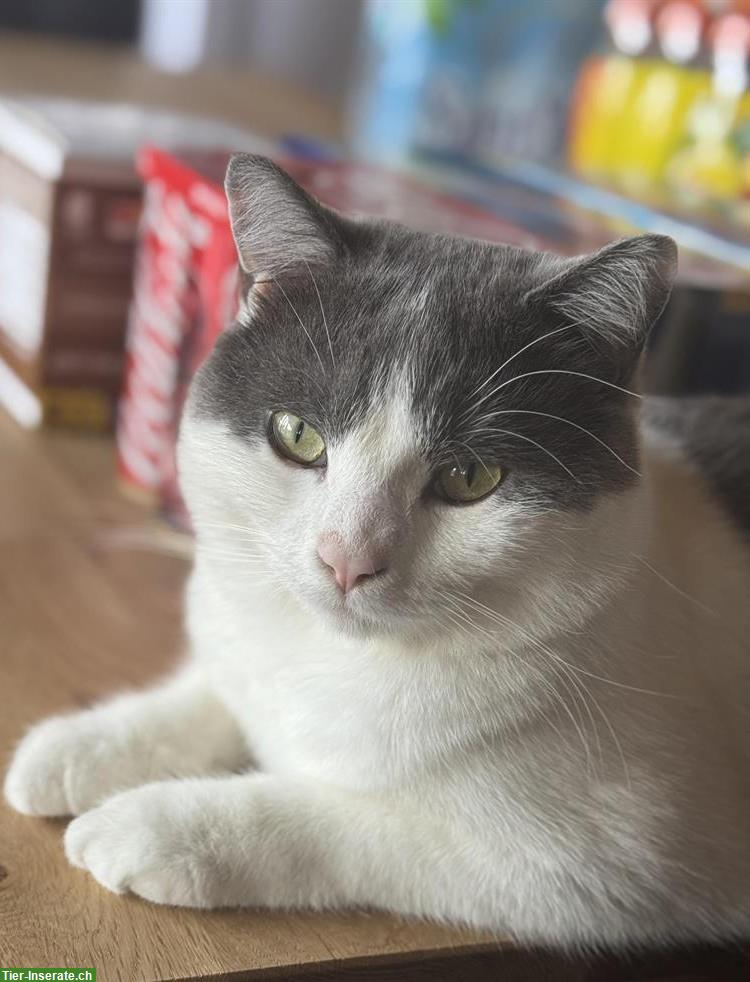 Britisch Kurzhaar Mix Kater, sehr verschmust, inkl. Zubehör