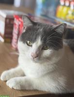 Britisch Kurzhaar Mix Kater, sehr verschmust, inkl. Zubehör