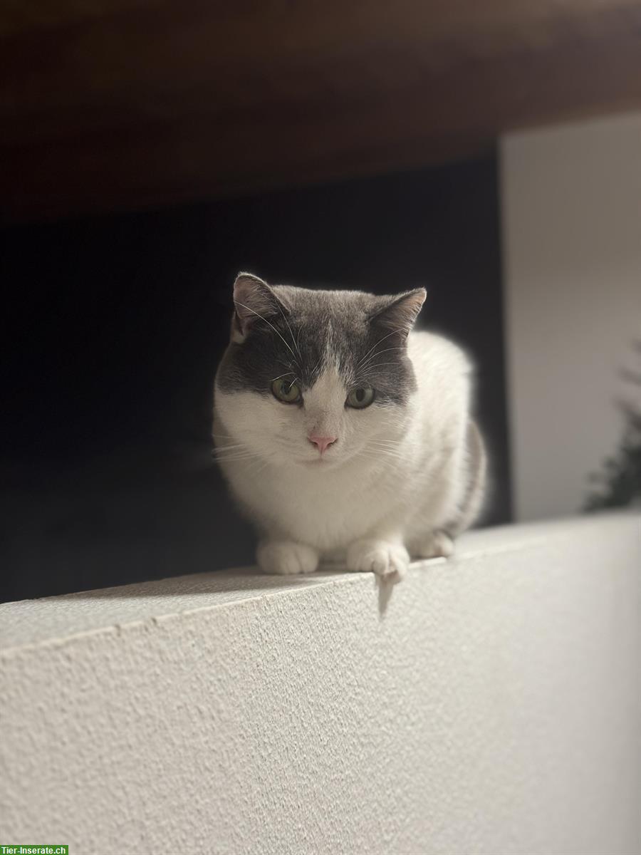 Bild 2: Britisch Kurzhaar Mix Kater, sehr verschmust, inkl. Zubehör