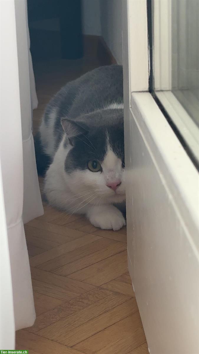 Bild 3: Britisch Kurzhaar Mix Kater, sehr verschmust, inkl. Zubehör