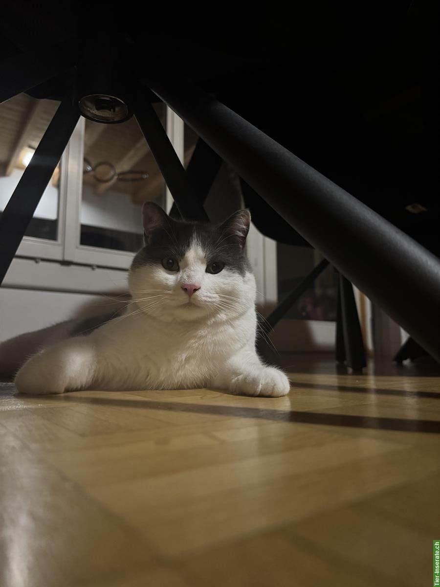 Bild 4: Britisch Kurzhaar Mix Kater, sehr verschmust, inkl. Zubehör