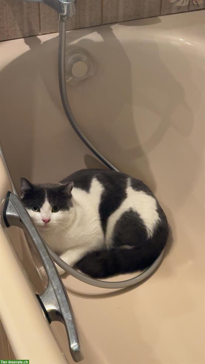 Bild 5: Britisch Kurzhaar Mix Kater, sehr verschmust, inkl. Zubehör