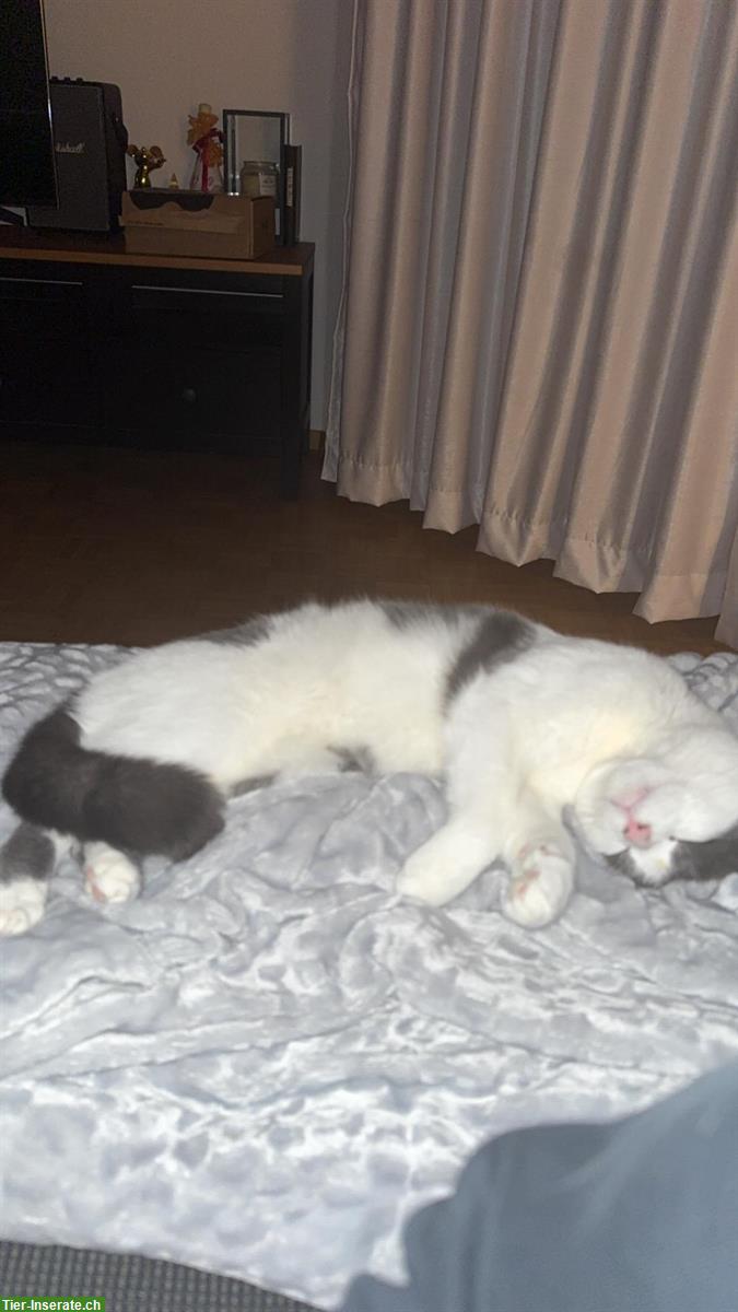 Bild 6: Britisch Kurzhaar Mix Kater, sehr verschmust, inkl. Zubehör