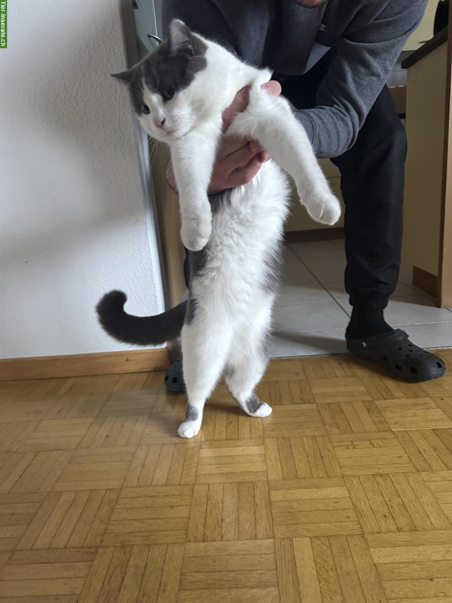 Bild 7: Britisch Kurzhaar Mix Kater, sehr verschmust, inkl. Zubehör