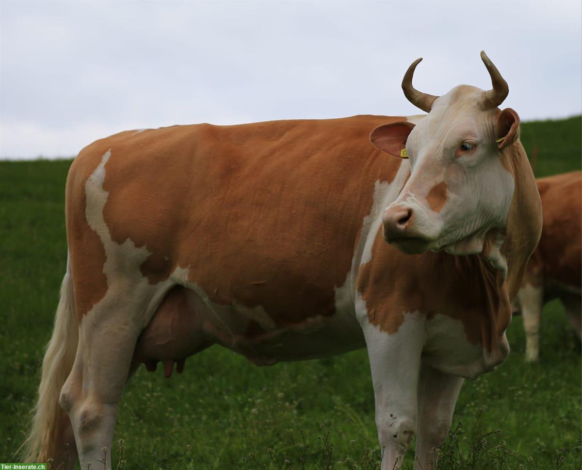 Hochträchtige Kuh zu verkaufen, grossrahmig, Code 60