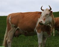 Hochträchtige Kuh zu verkaufen, grossrahmig, Code 60